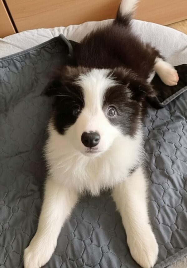 Winky